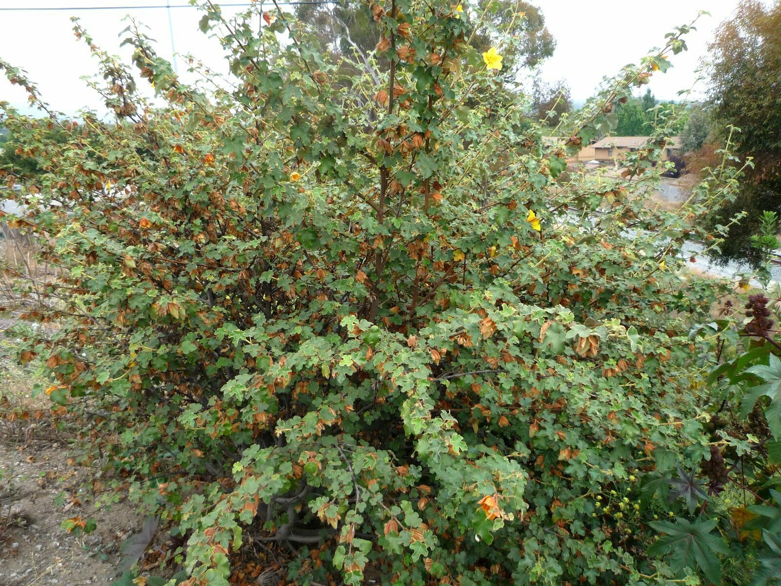 High Resolution Fremontodendron californicum Plant